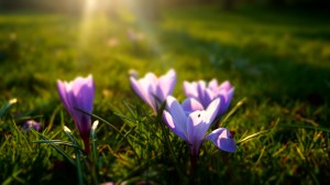 Stock-photo.-Spring-Crocus-3