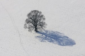 Trees-and-their-shadows-from-above-03-634x422