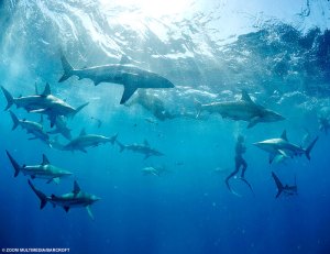 swim_with_sharks (1)